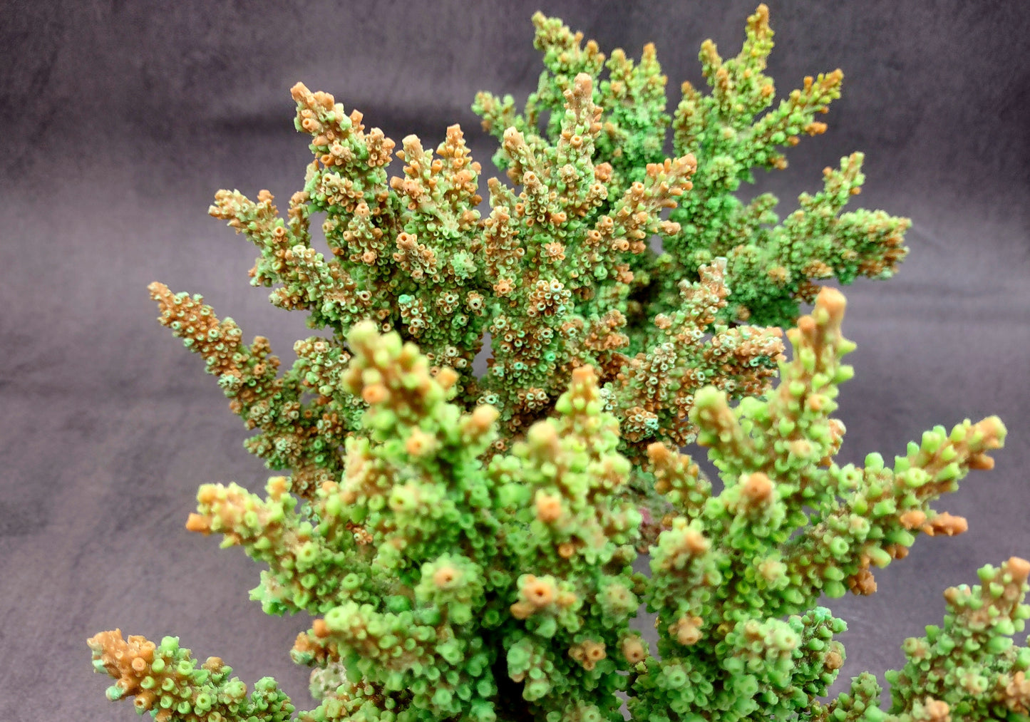 Green FAUX Branch Coral - Acropora Florida - (1 Fake Coral approx. 7.5Tx7Wx2D inches) on light background. Copyright 2024 SeaShellSupply.com.