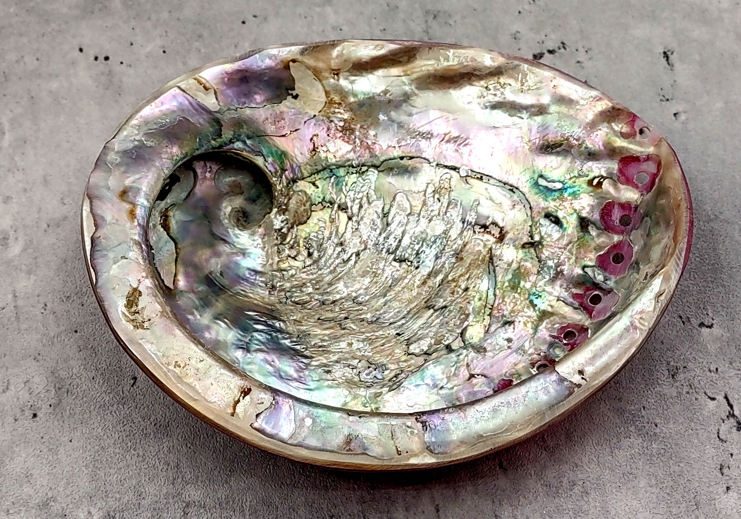 Polished Pink Midas Abalone - Haliotis Midae - (1 shell approx. 5-6 inches). One pink spiral glazed shell with wide opening and small spiral off to one side. Copyright 2022 SeaShellSupply.com.