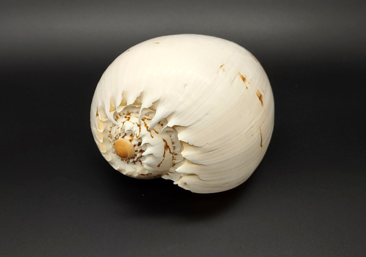 Large Crowned Baler Seashell Voluta Diadema (1 shell approx. 6+ inches) Great shells for coastal crafting decor & collections!