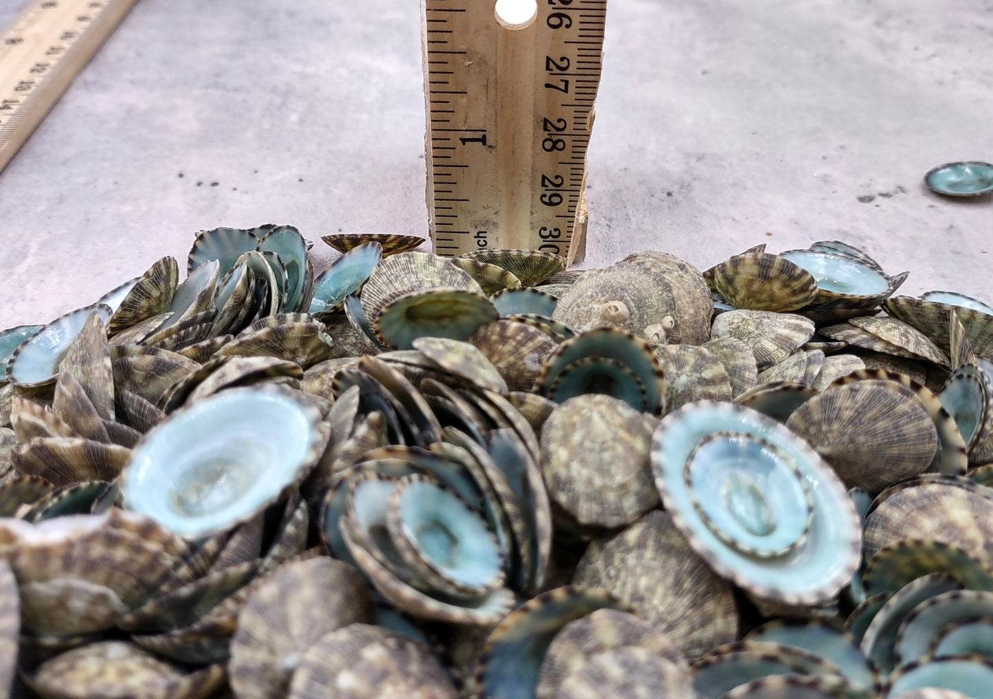 Green Limpet Seashells Sutorria Mesoleuca (1 cup approx. 240+ shells 0.5+ inches) Copyright 2024 SeaShellSupply.com