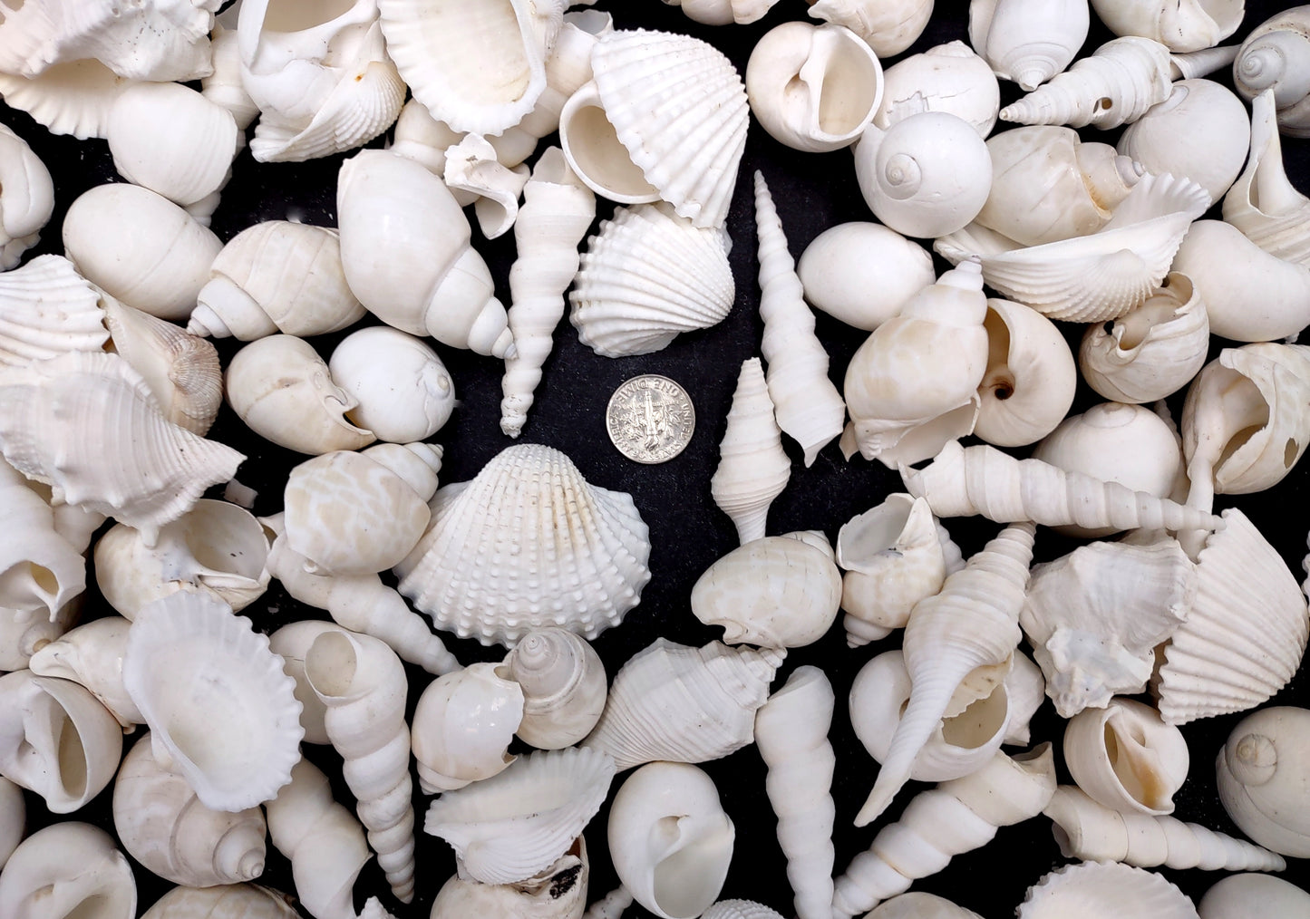 One Kilo (2.2 lbs.) White Seashell Mix