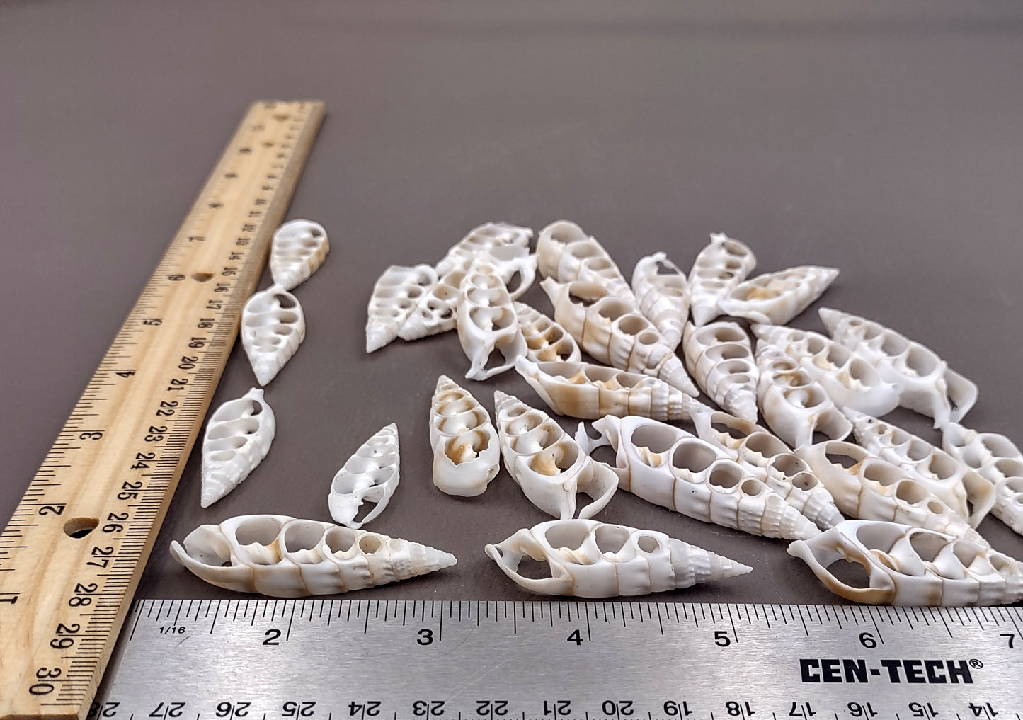 Cerithium Sliced/Center Cut Seashells (10 pcs.). White ribbed shells showing the inner cavities. Copyright 2024 SeaShellSupply.com.