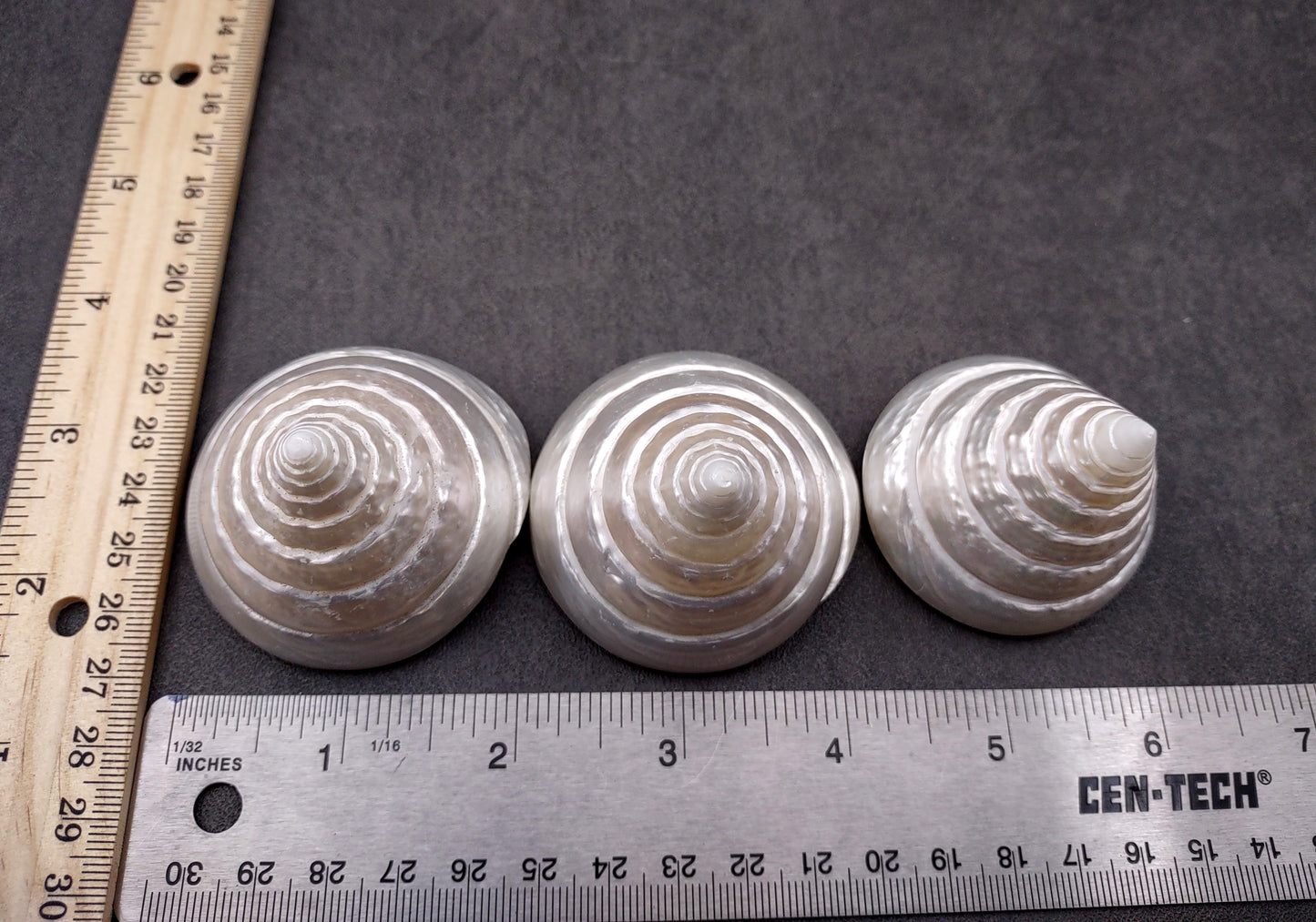 Polished Silver/Pearl Trochus Seashell (2-2.5 Inches) - Trochus Niloticus. One shiny bright spiral white shell with a wide opened base. Copyright 2024 SeaShellSupply.com.