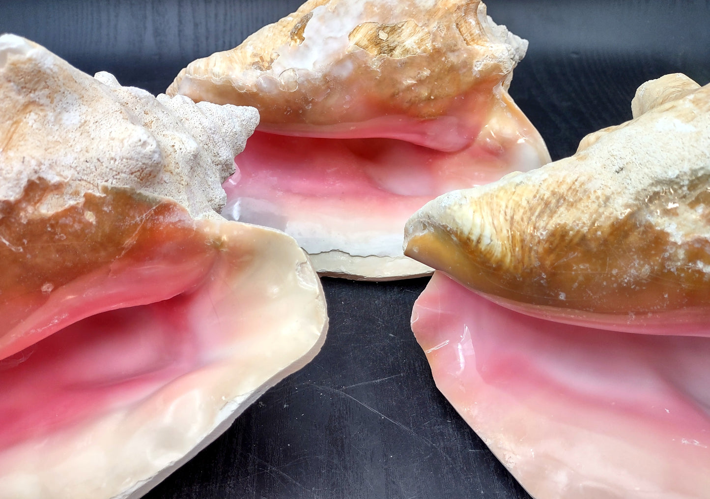 Queen/Pink Conch - Slit Back - Strobus Gigas - (1 shell approx. 8 inches). One pink and white shell. Copyright 2024 SeaShellSupply.com.