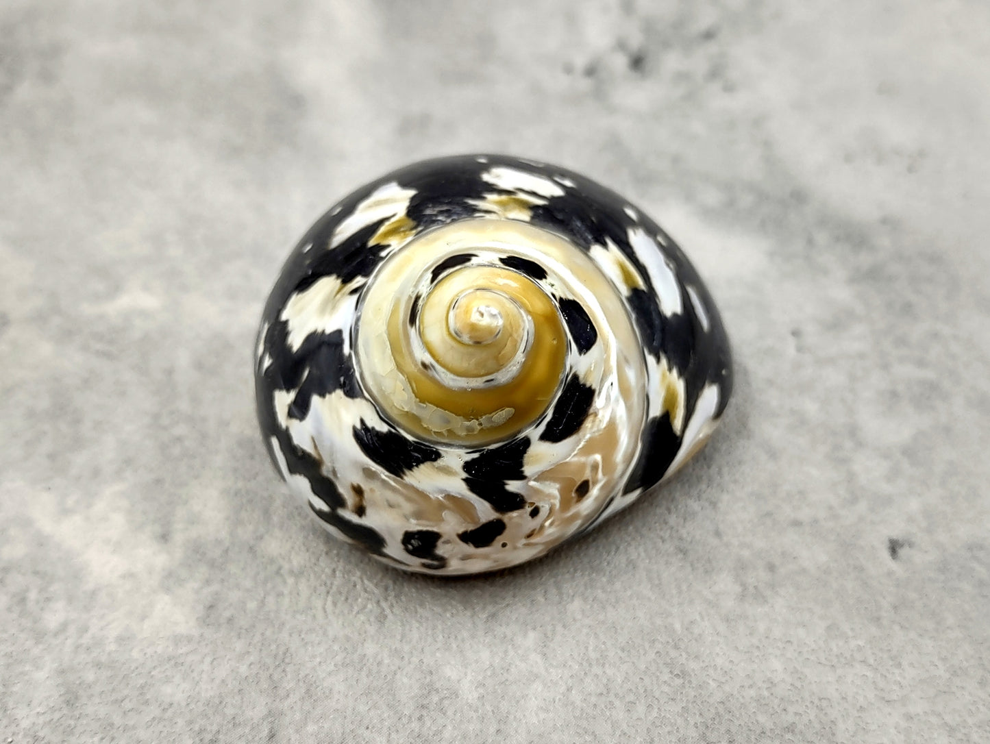 West Indian Top Polished Seashell or Magpie Striped Shell Cittarium Pica (1 shell approx. 2+ inches) Natural Sea Shell for Arts & Crafts!