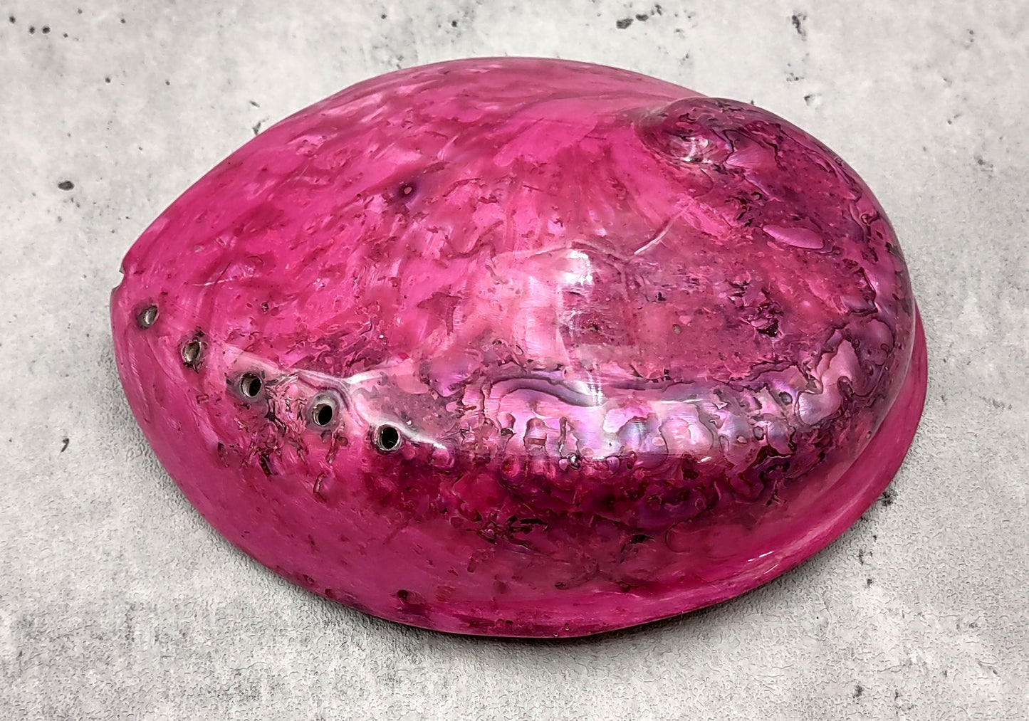Polished Pink Midas Abalone - Haliotis Midae - (1 shell approx. 5-6 inches). One pink spiral glazed shell with wide opening and small spiral off to one side. Copyright 2022 SeaShellSupply.com.