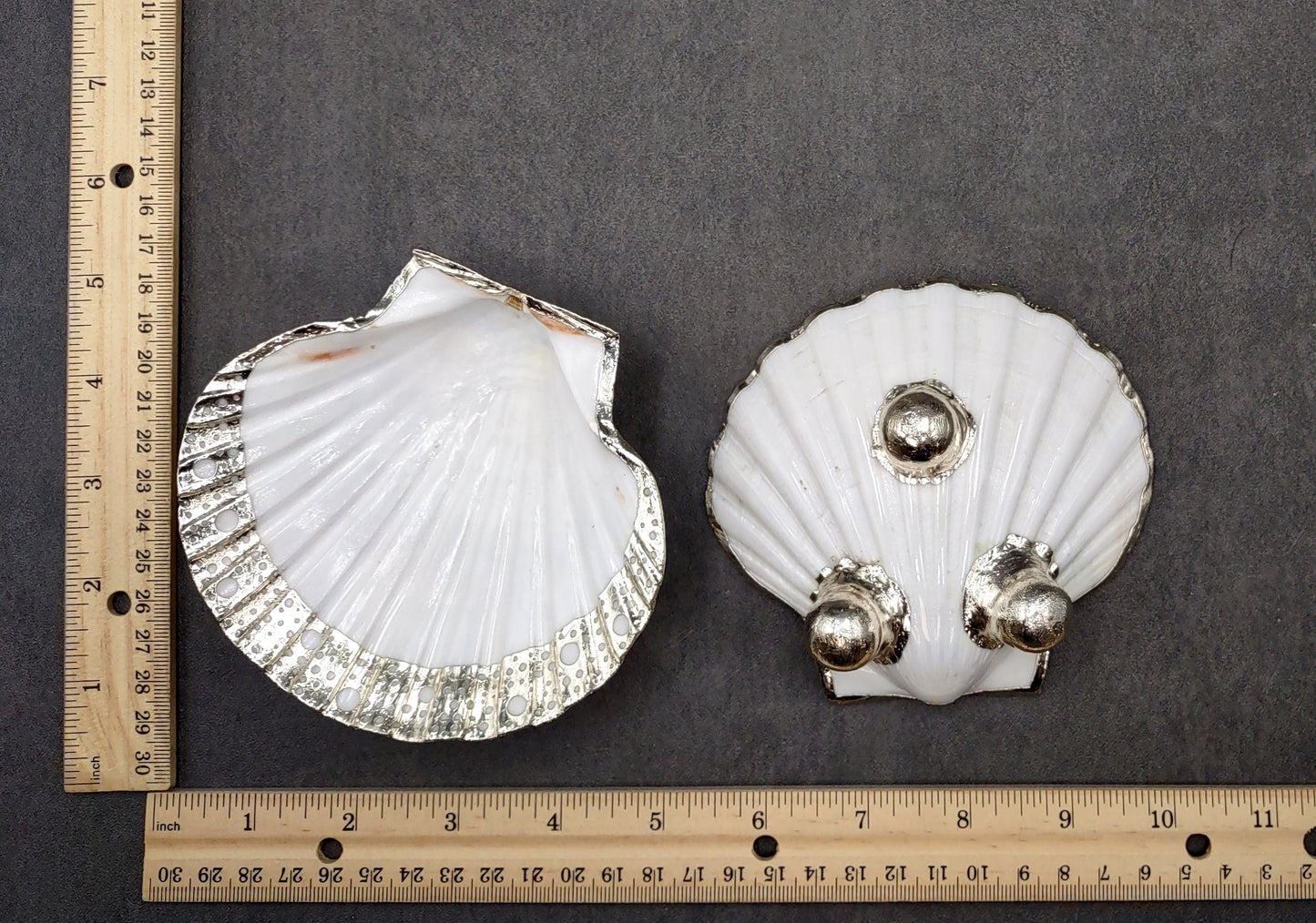 Silver Edged Scallop Seashell Dish Pecten Maximus (1 dish approx. 4.5+ inches) CIRCLE PATTERN scallop shell dish for a coastal home!