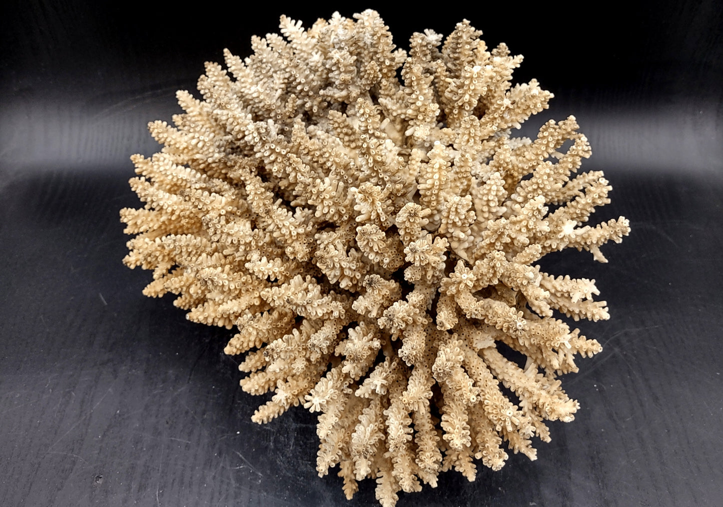Image of Off White Natural Table Coral Large Cluster Acropora Latistella (1 coral approx. 12L x 7H x 9D inches) Copyright 2024 SeashellSupply.com