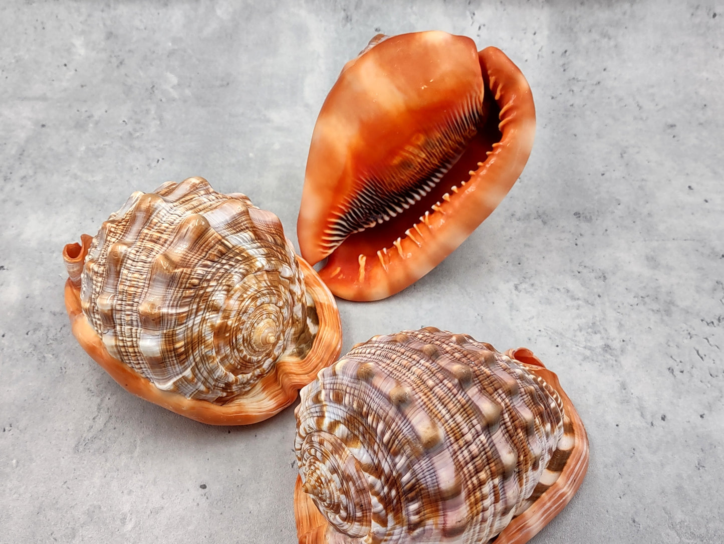 Bullmouth Helmet Seashell Cassis Rufa (1 shell approx. 5+ inches) Adorable shell for any coastal craft or decoration!