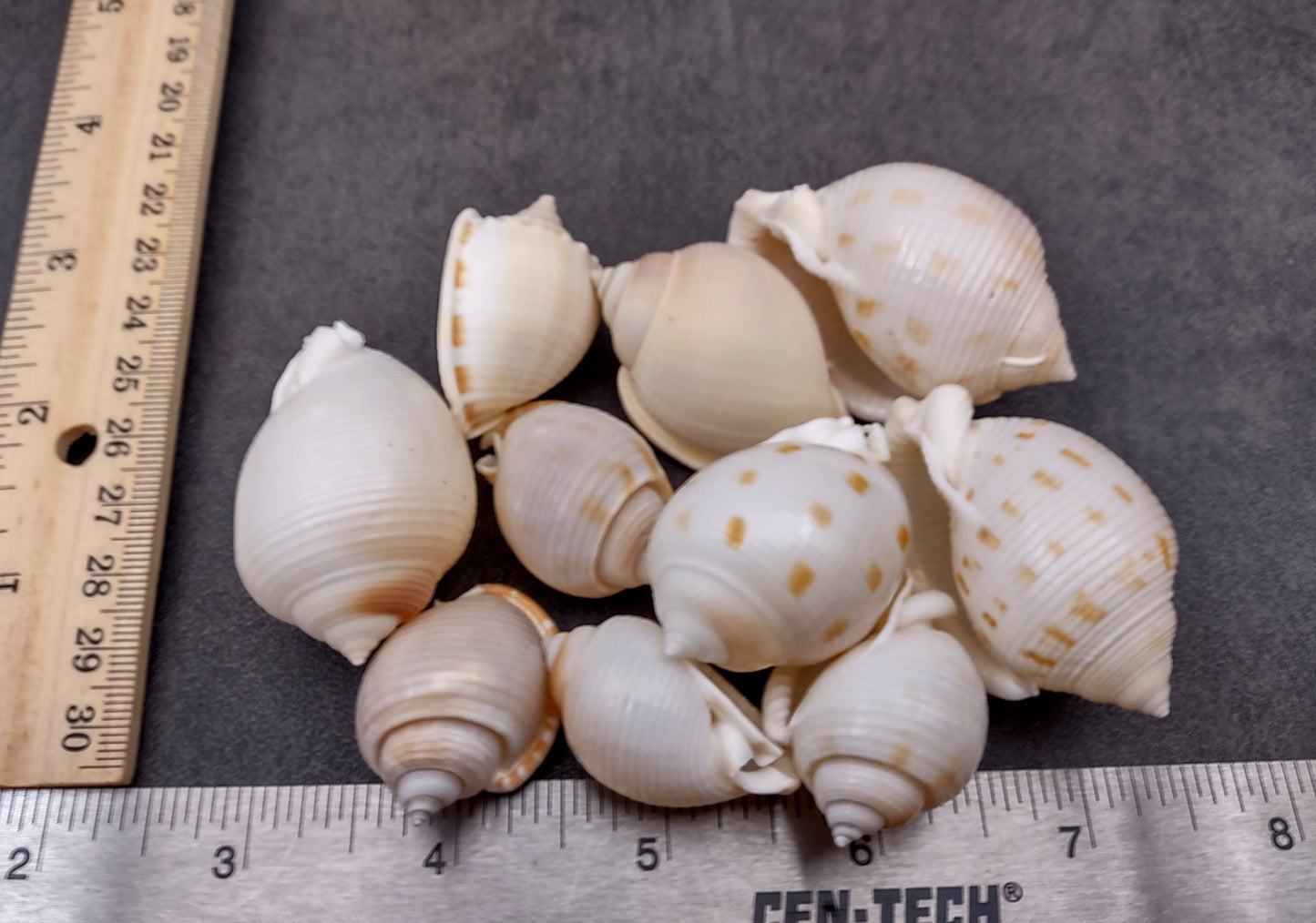 Japanese Bonnet Seashells India Phalium Bisulcatum (10 shells approx. 1.5+ inches) Adorable shells for any coastal collection or display!