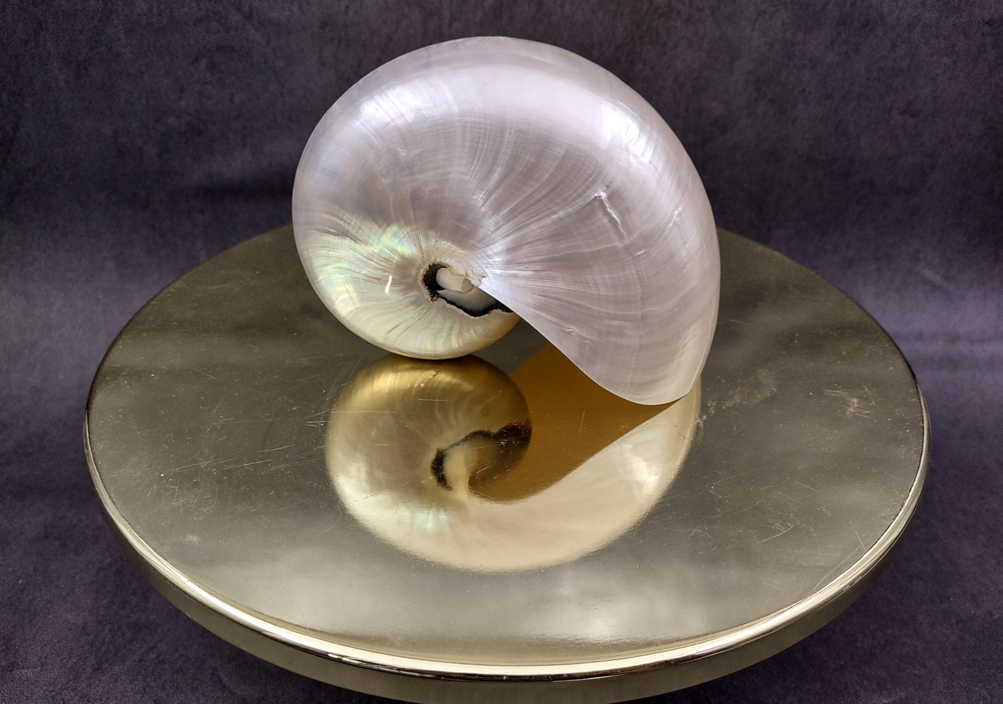 Pearlized Nautilus Seashell Polished Nautilus Pompilius (1 shell approx. 5+ inches) Great shells for coastal crafting decor & collections!