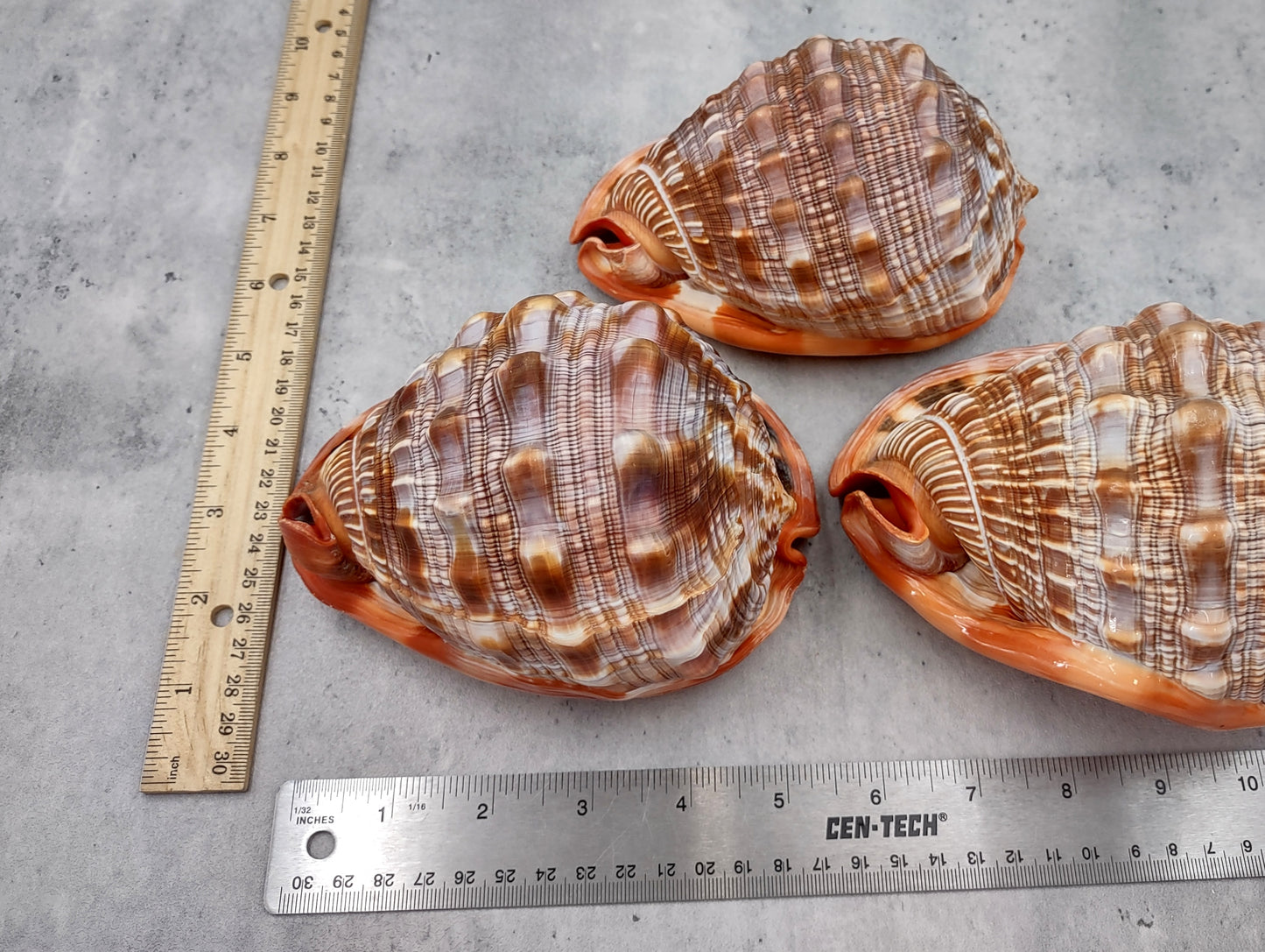 Bullmouth Helmet Seashell Cassis Rufa (1 shell approx. 5+ inches) Adorable shell for any coastal craft or decoration!
