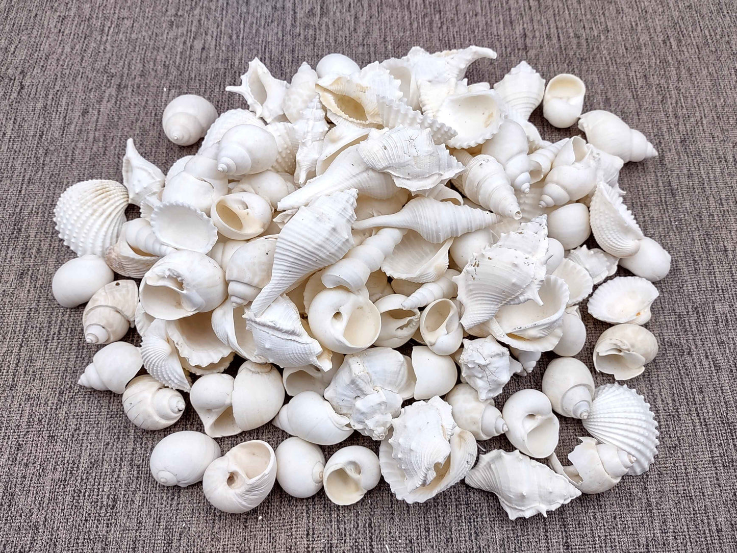 One Kilo (2.2 lbs.) White Seashell Mix