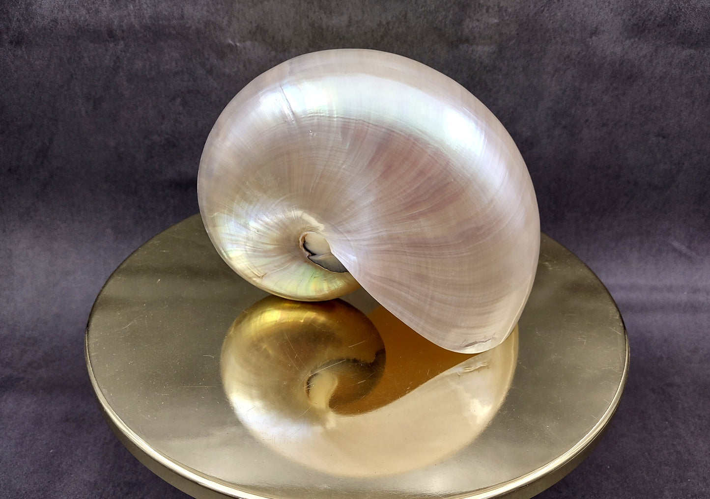 Pearl Nautilus Seashell (6-7") - Nautilus Pompilius