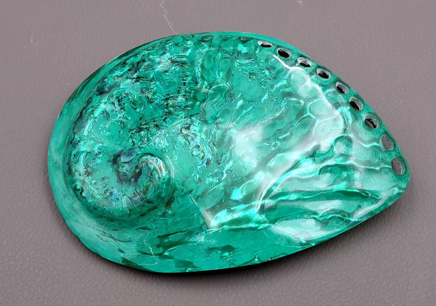Polished Green Midas Abalone - Haliotis Midae - (1 shell approx. 5-6 inches). One pretty flat multi shaded green wide shell. Copyright 2022 SeaShellSupply.com.