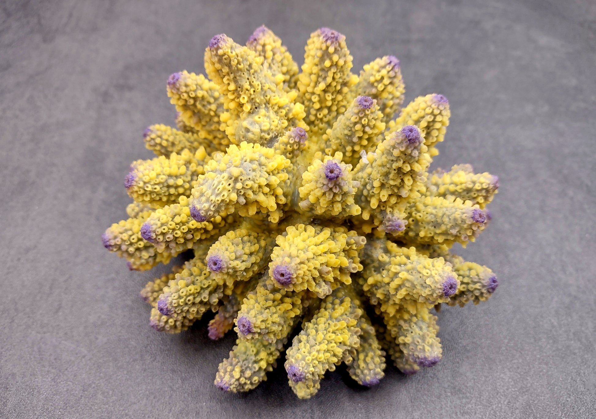 Yellow Finger Staghorn FAUX Coral - Acropora Humilis - (1 FAUX Coral approx. 5.5x3.5x5 inches). yellow and purple branched tentacles. Copyright 2024 SeaShellSupply.com.