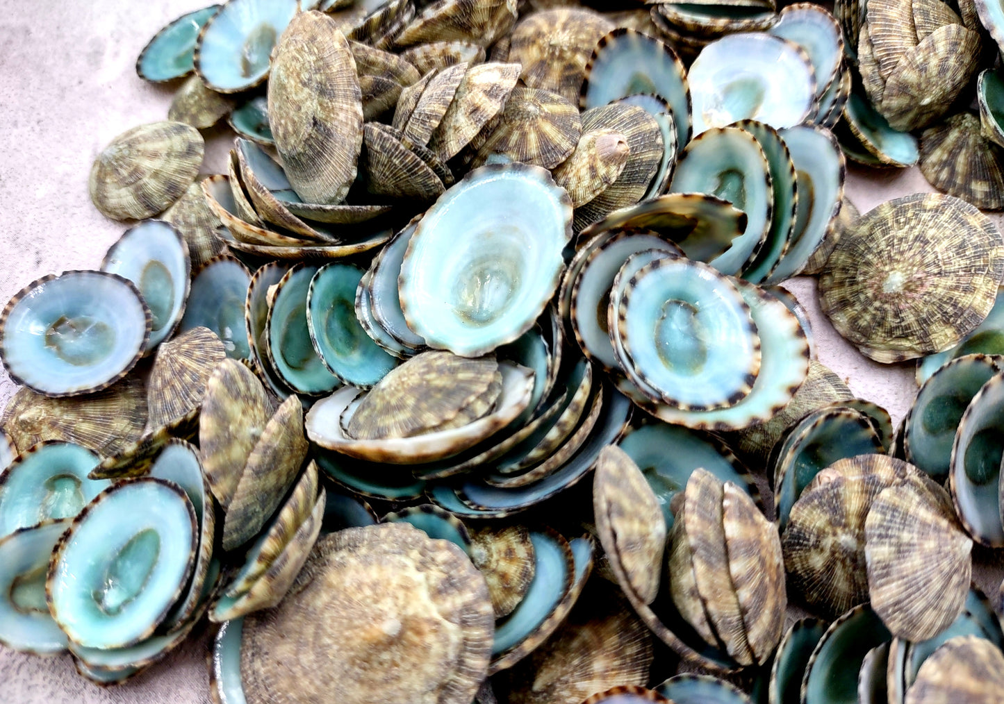 Green Limpet Seashells Sutorria Mesoleuca (1 cup approx. 240+ shells 0.5+ inches) Copyright 2024 SeaShellSupply.com