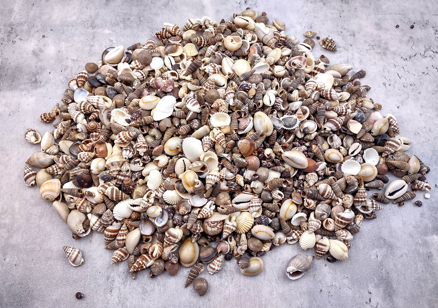 Extra Small Seashell Assorted Ocean Mix (approx. 1 kilogram 0.50+ inches) Superb shells for coastal crafting and collections!