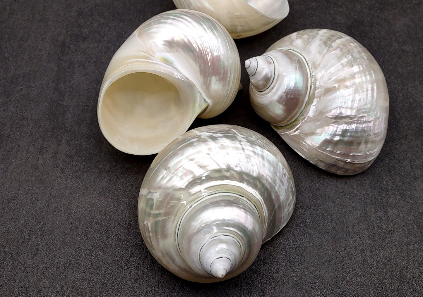 Pearlized Jade Turbo Shell Turbo Burgessi (1 shell approx. 3.5+ inches) Special shells for coastal crafting decor & collections!