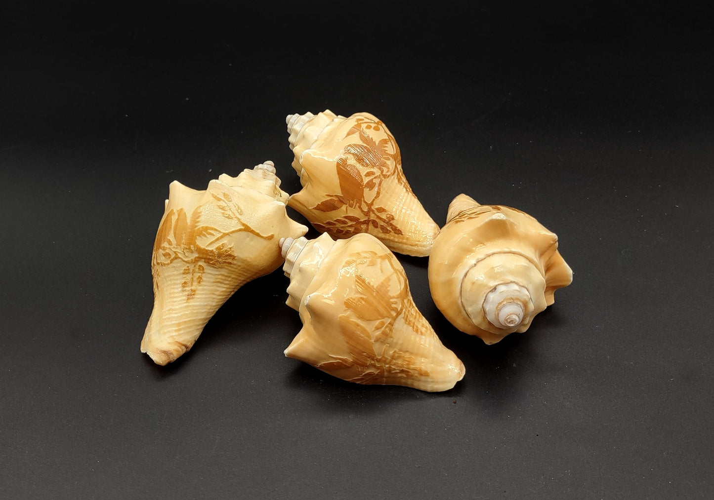 Carved Conch Shell Love Birds (1 shell approx. 3+ inches) Conch shells for coastal crafting display & collecting!