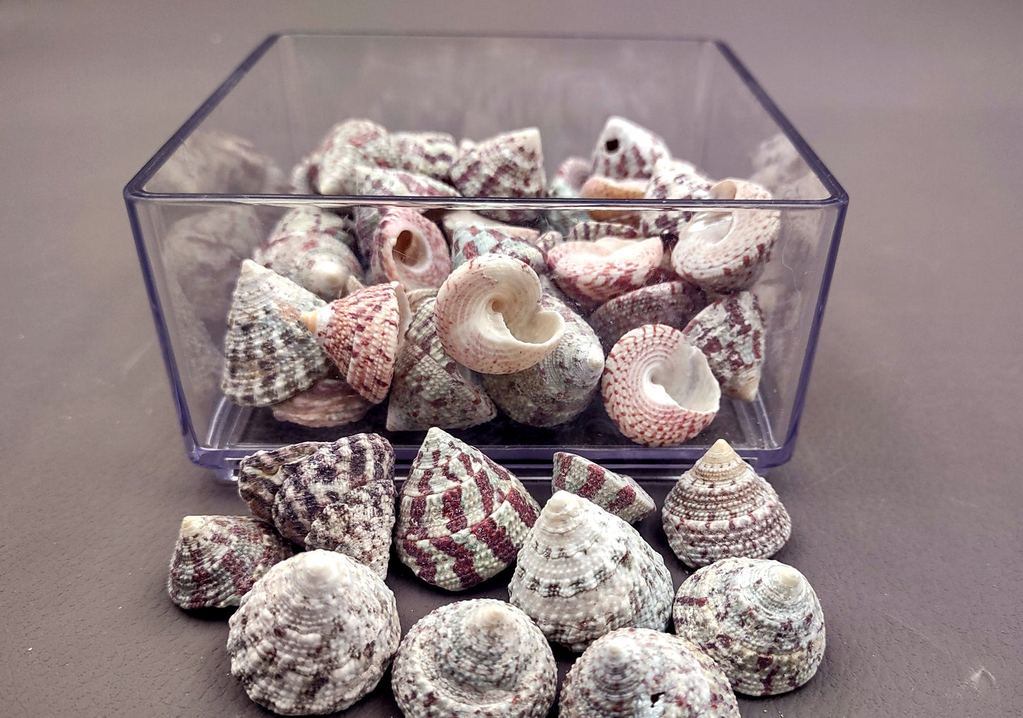 Christmas Tree Top Shells - Trochus Radiatus - (10 shells approx. .5-1 inches). Different shades of Orange and Teal shells in pile. Copyright 2024 SeaShellSupply.com.