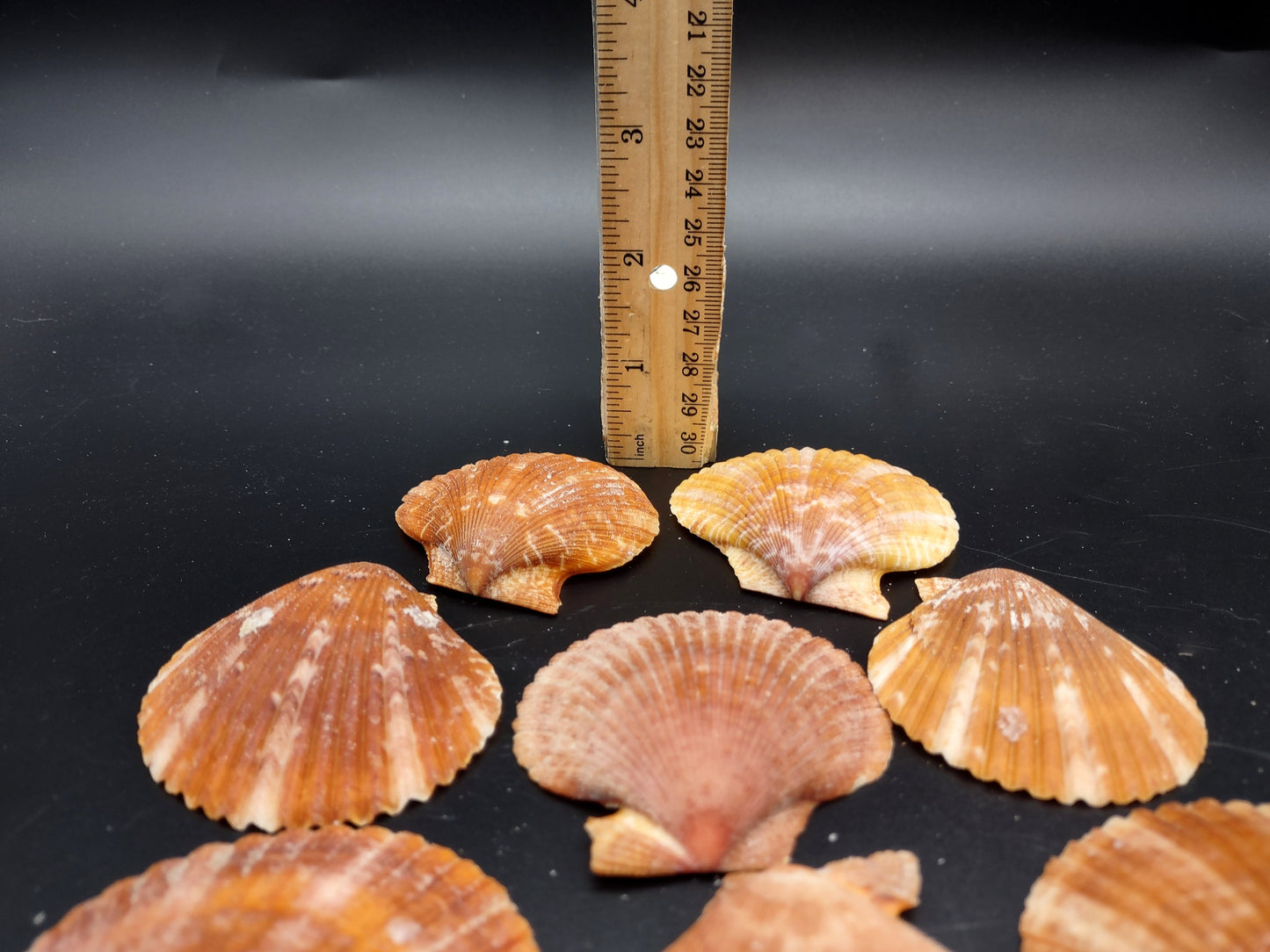 Tawny Brown Scallop Noble Pectin Halves Pecten Nobolis (Approx. quarter pound shells 2+ inches) Great shells for coastal arts & crafts!