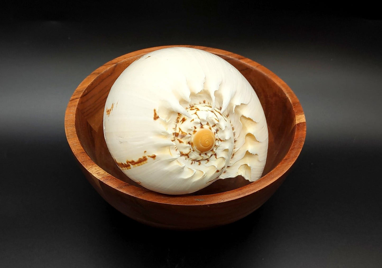 Large Crowned Baler Seashell Voluta Diadema (1 shell approx. 6+ inches) Great shells for coastal crafting decor & collections!