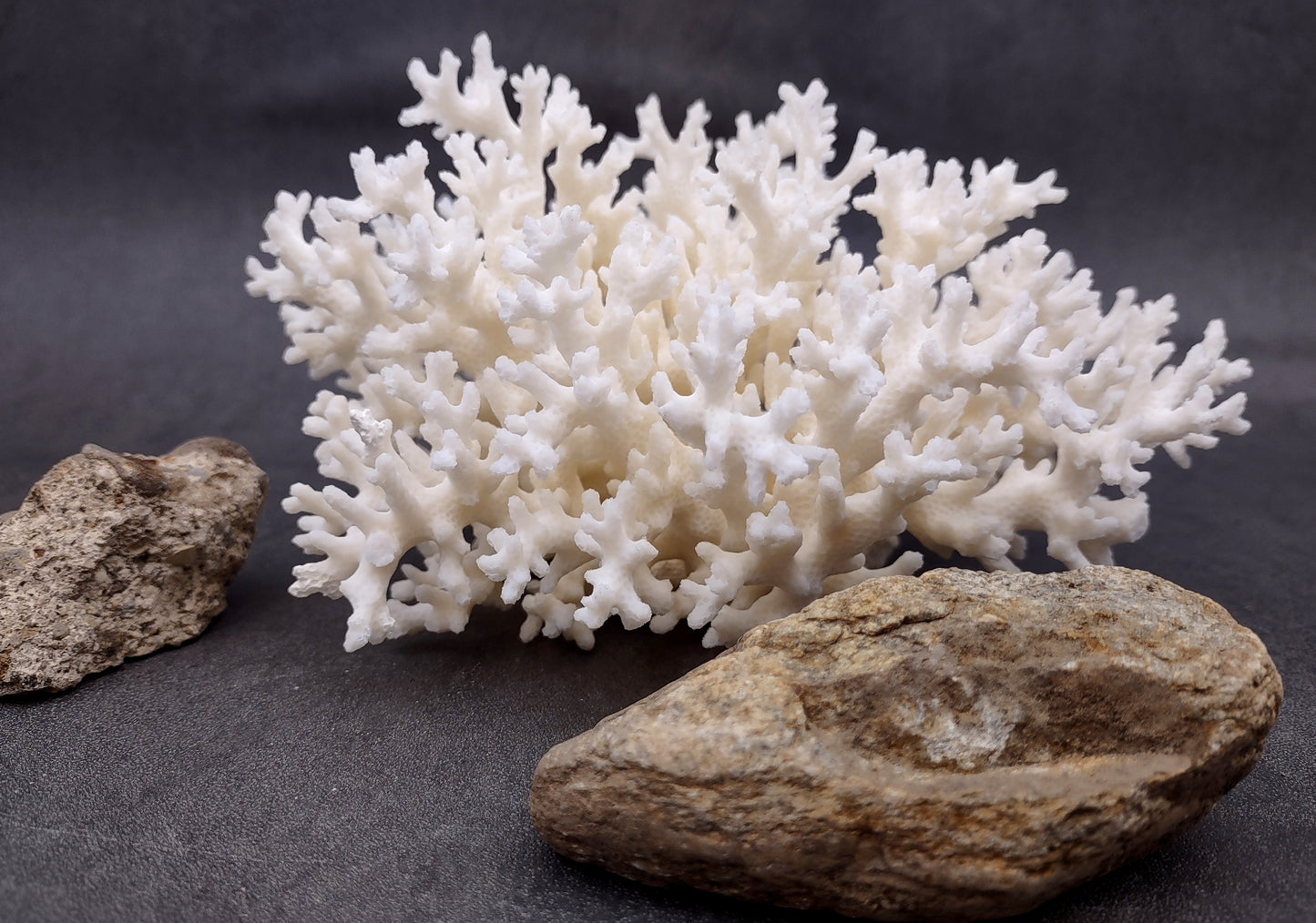 White Lace Coral Cluster (1 coral approx. 5-6+ inches) Great delicate coral to add to any fun display or coastal crafts!