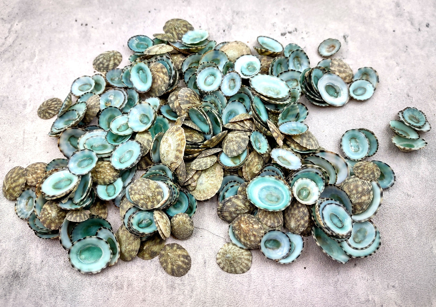 Green Limpet Seashells Sutorria Mesoleuca (1 cup approx. 240+ shells 0.5+ inches) Copyright 2024 SeaShellSupply.com