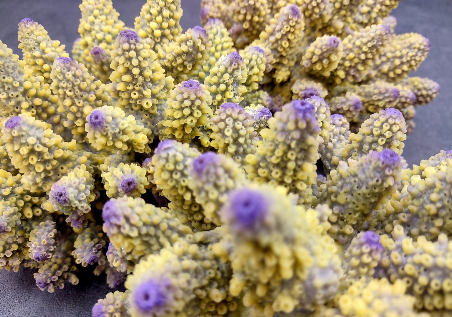  Yellow Finger Staghorn FAUX Coral - Acropora Humilis - (1 FAUX Coral approx. 5.5x3.5x5 inches). yellow and purple branched tentacles. Copyright 2024 SeaShellSupply.com.