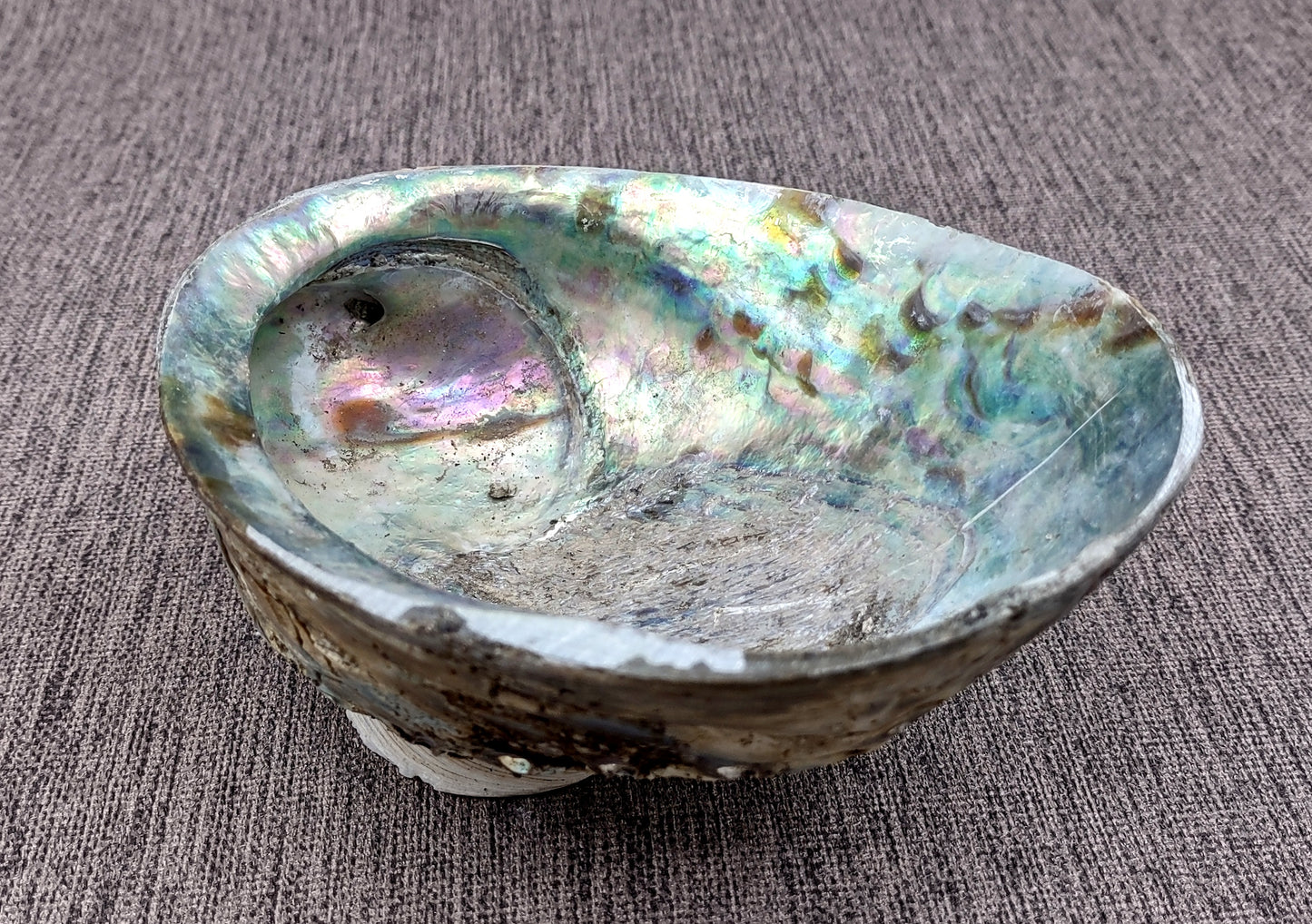 Paua Abalone Seashell Dish with Stand (1 shell approx. 5-5.5+ inches) Copyright 2024 SeashellSupply.com