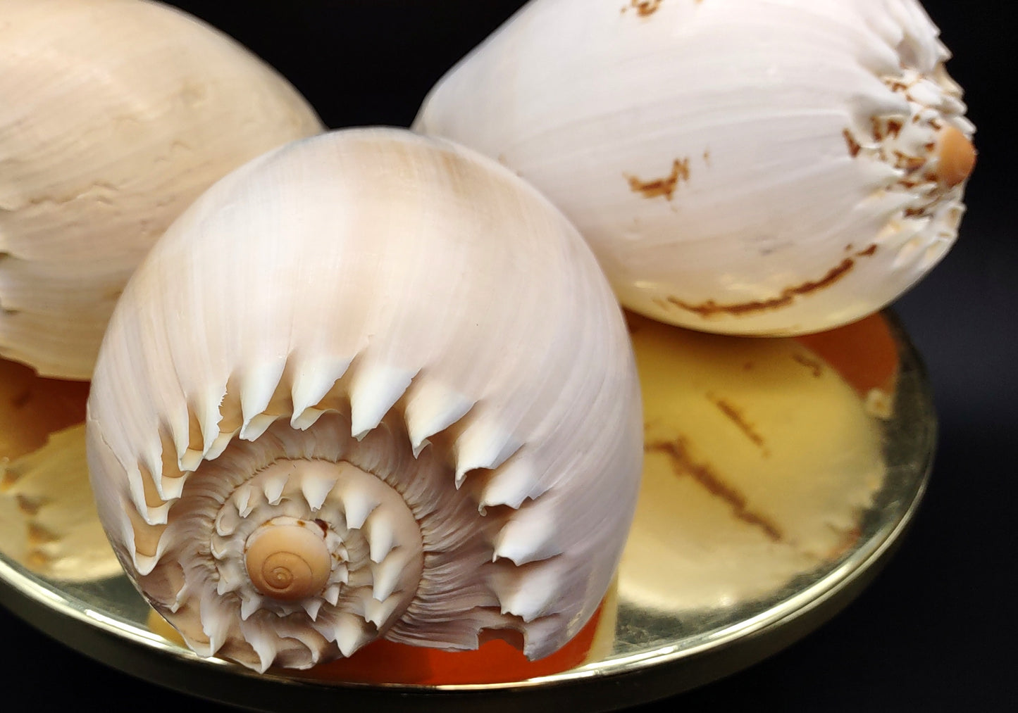 Large Crowned Baler Seashell Voluta Diadema (1 shell approx. 6+ inches) Great shells for coastal crafting decor & collections!