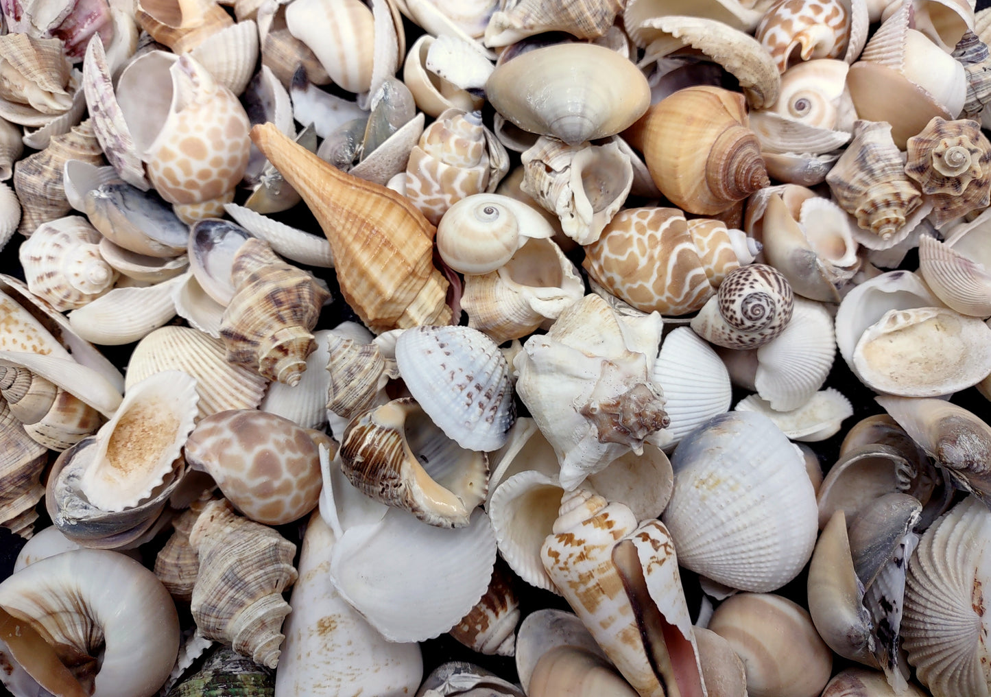 Medium Seashell Assorted Ocean Mix (Approx. 1 kilogram shells 1-2+ inches) Mixed Medium Shell Assortment for coastal crafting & decorations!