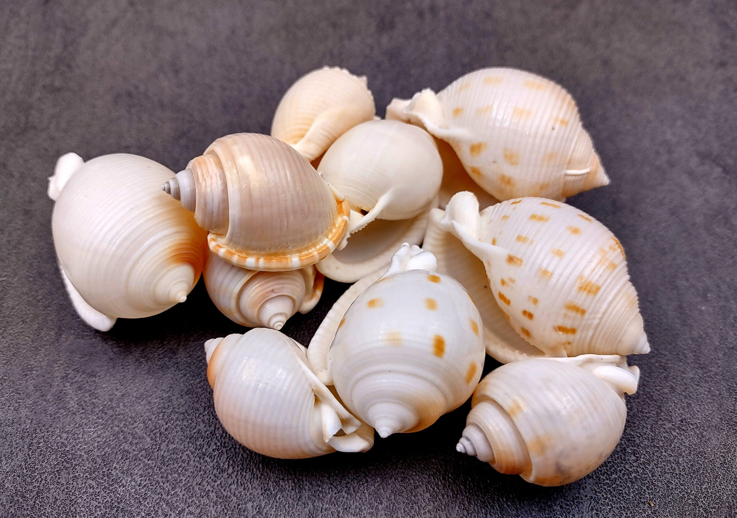 Japanese Bonnet Seashells India Phalium Bisulcatum (10 shells approx. 1.5+ inches) Adorable shells for any coastal collection or display!