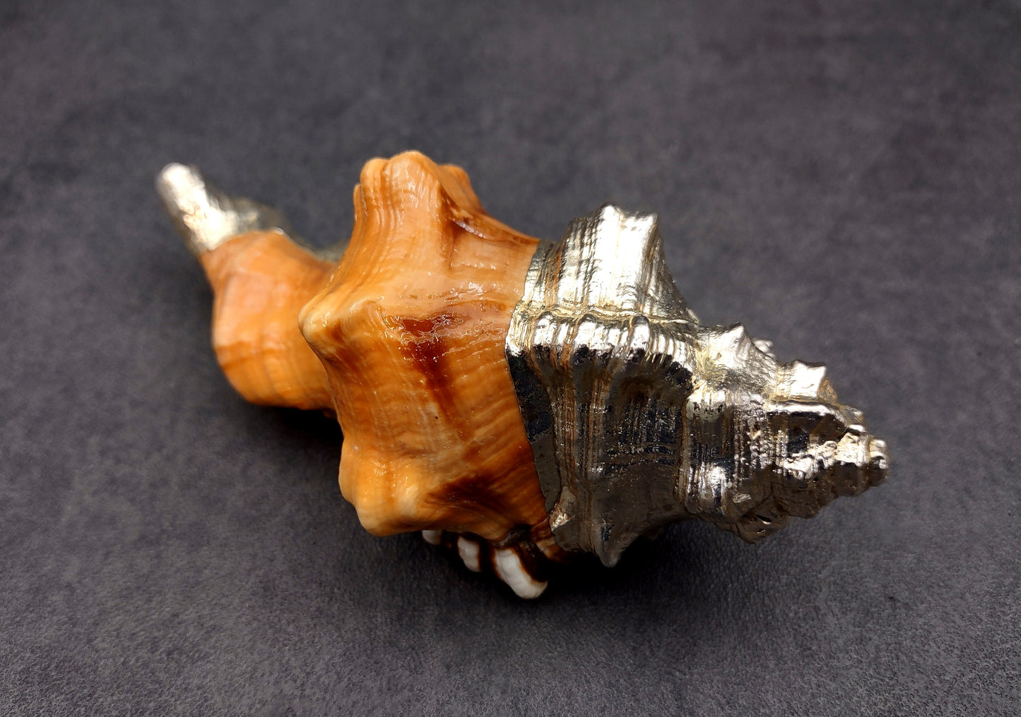 Silver-Plated Black Spotted Triton - Cymatium Latorium - (1 Shell approx. 3-5 inches) Real Triton shell decorated with silver decorative retro art deco! TE-704 Copyright 2024 SeaShellSupply.com