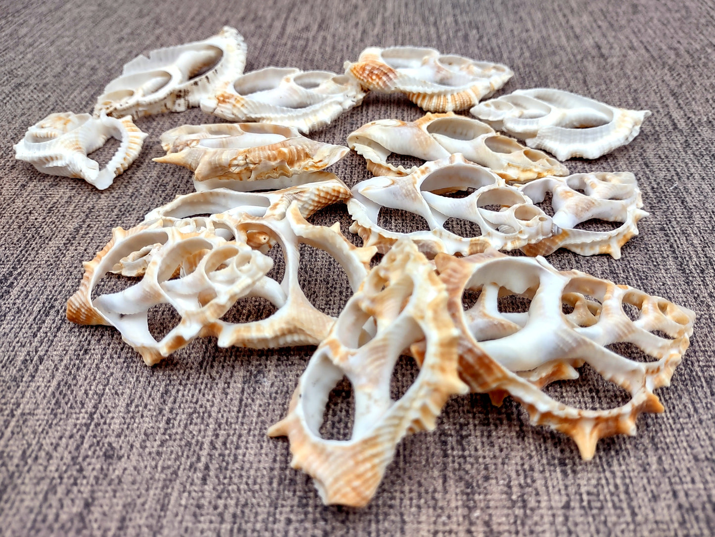 Frilled Frog Center Cut Shells - Bursa Rana - (5 shells approx. 1.5-3 inches). Multiple thin sheets of brown shaded shells laying down showing the inside cavities. Copyright 2022 SeaShellSupply.com.