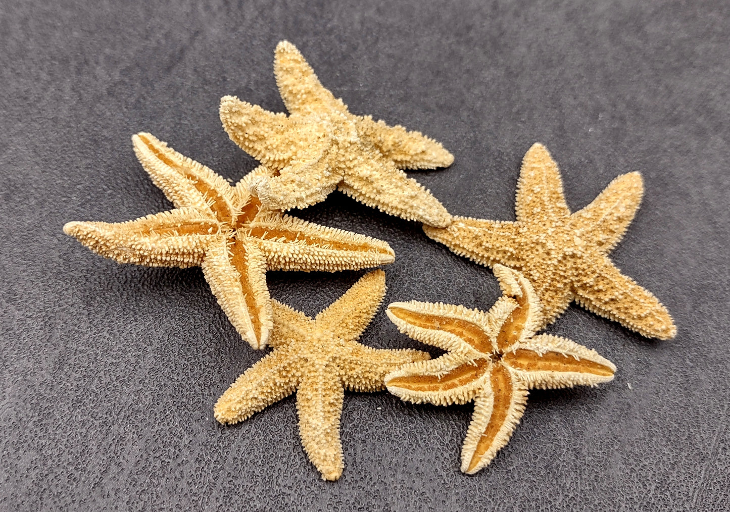 Photo of several beige Sugar Starfish - Piaster Ochraceus. (.75-1.5 inches) Copyright 2024 Seashellsupply.com
