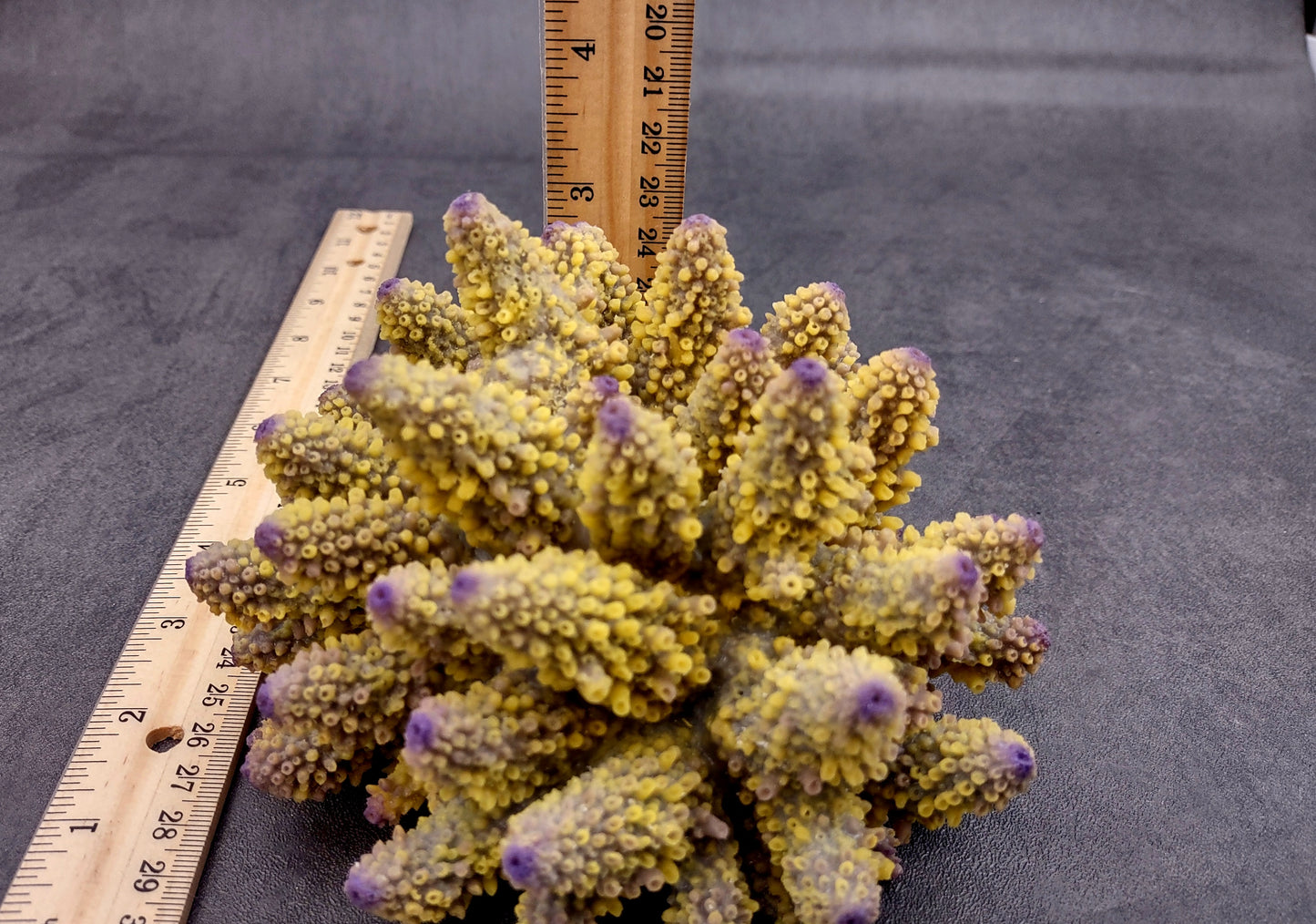  Yellow Finger Staghorn FAUX Coral - Acropora Humilis - (1 FAUX Coral approx. 5.5x3.5x5 inches). yellow and purple branched tentacles. Copyright 2024 SeaShellSupply.com.