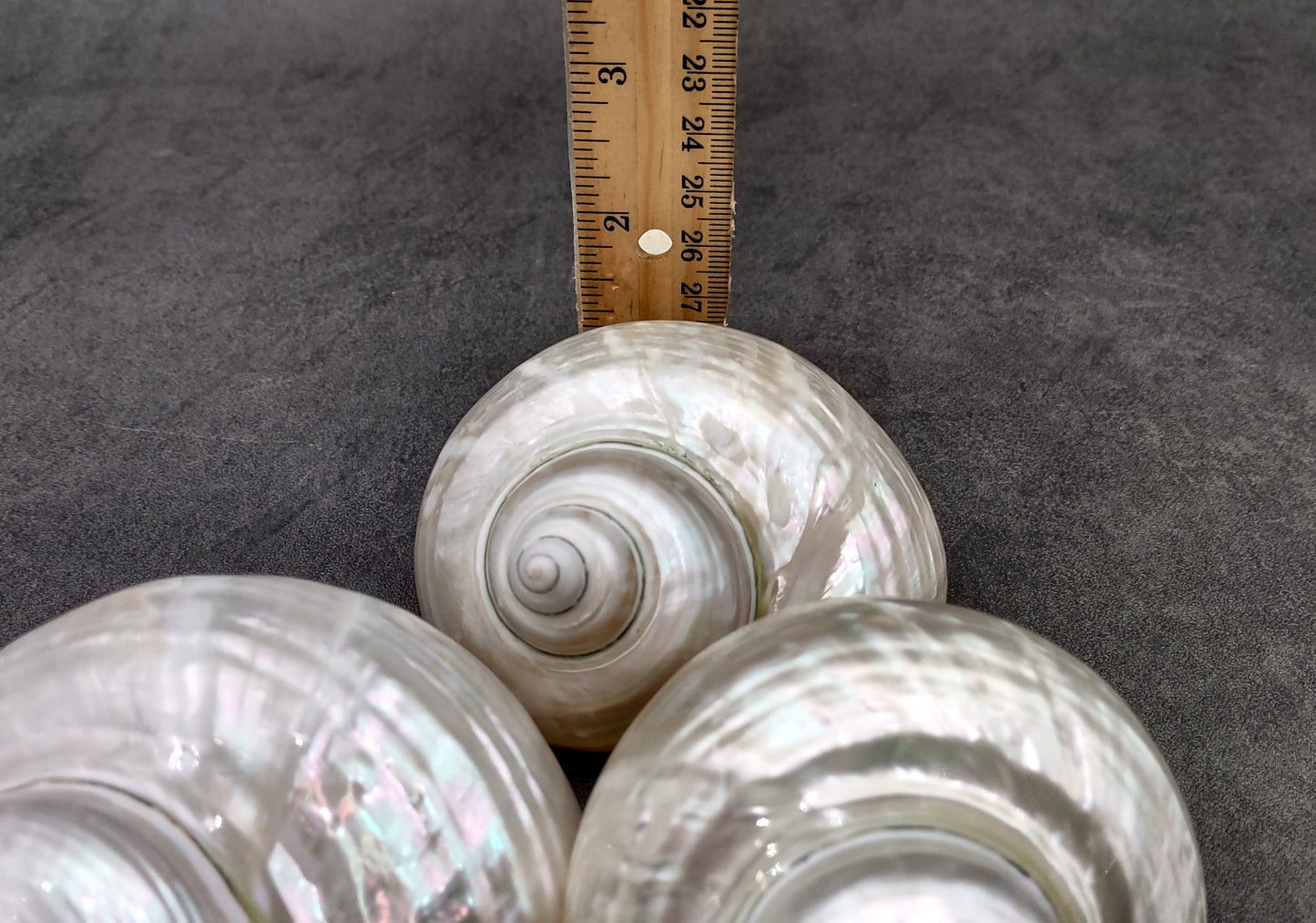 Pearlized Jade Turbo Shell Turbo Burgessi (1 shell approx. 3.5+ inches) Special shells for coastal crafting decor & collections!