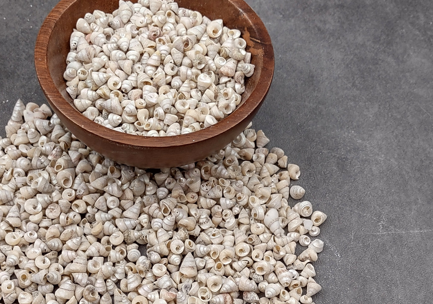 Tiny Venetian Pearl Seashells (appx. 380-400 pcs.) Pile of grey, white, and tan, small shells. Copyright 2024 SeaShellSupply.com.