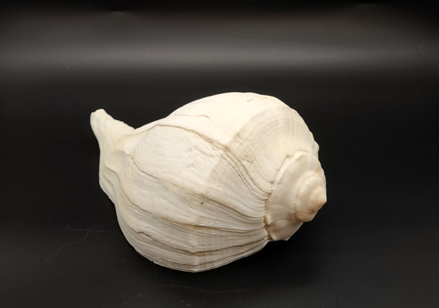 Left Handed Lightning Whelk Busycon Contrarium (1 shell approx. 10+ inches) Large shells for coastal crafting décor & collections!