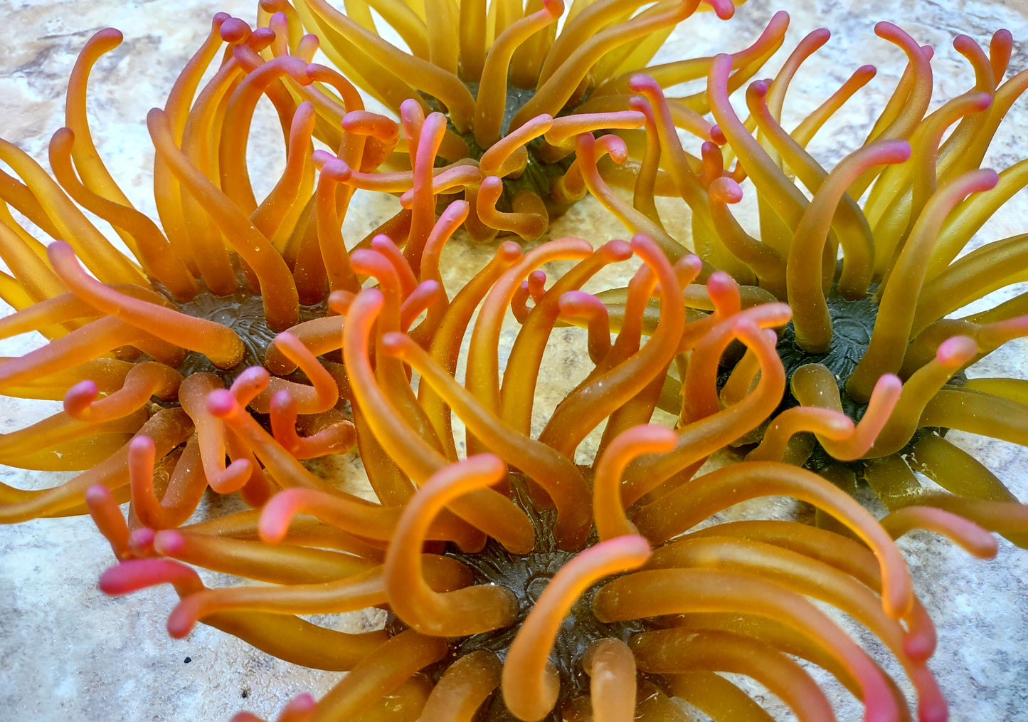 A photo of a single Green FAUX Anemone Condylactis Gigantea. Copyright 2024 SeashellSupply.com