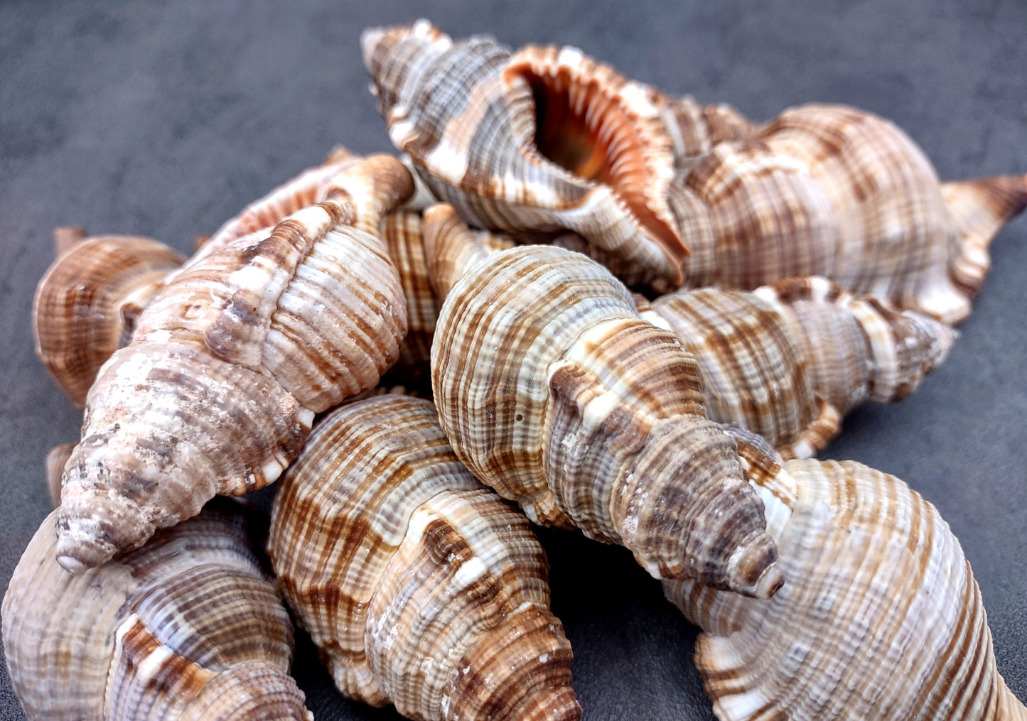 Hairy Triton Seashells - Cymatium Pileare Linnaeus - (4 shells approx. 2-4 inches). Brown, tan, white, and light grey shaded shells. Copyright 2024 SeaShellSupply.com.