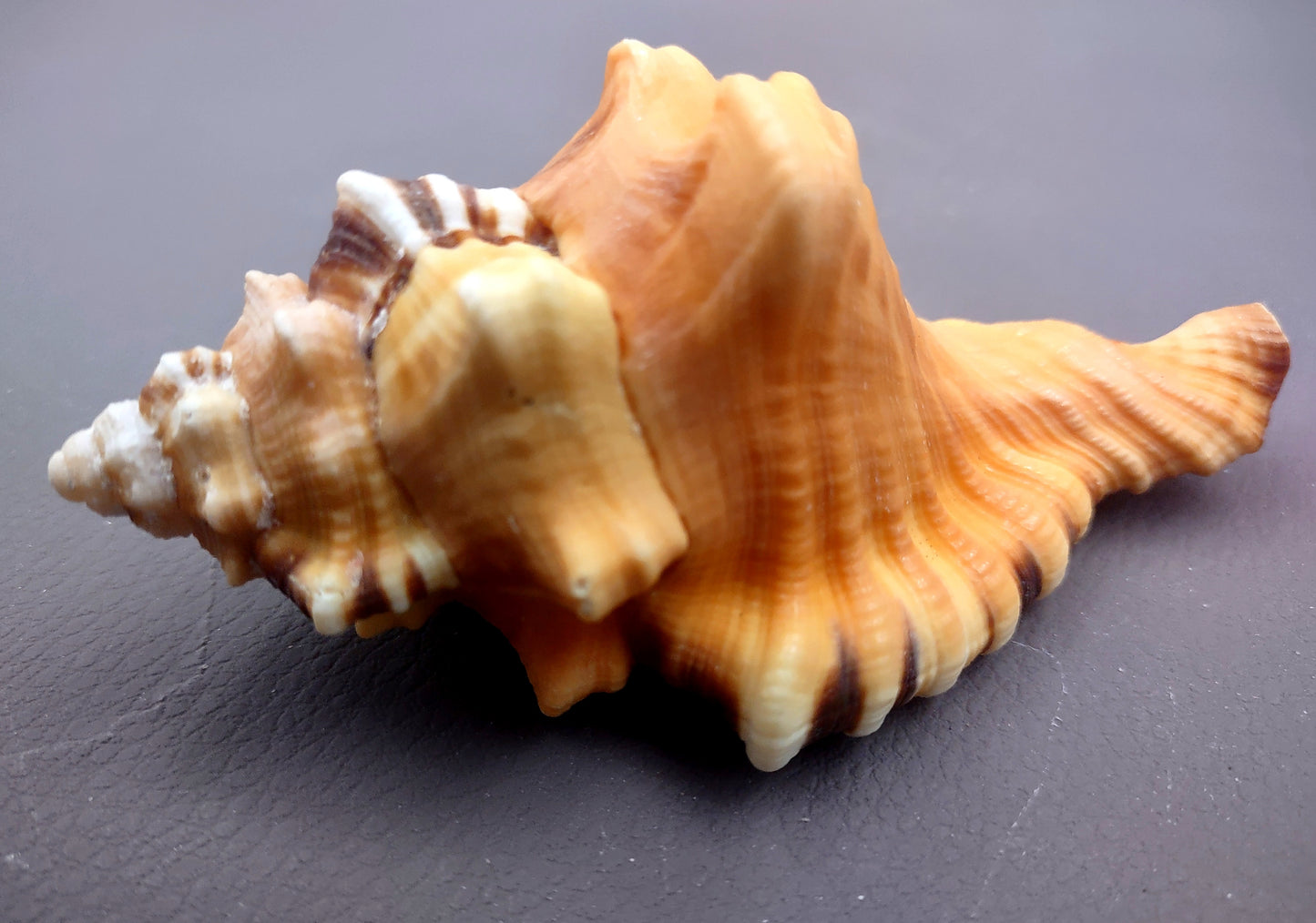 Perry's Triton Seashell Cymatium Peryii (1 shell approx. 3+ inches) Special shells for coastal crafting decor & collections!