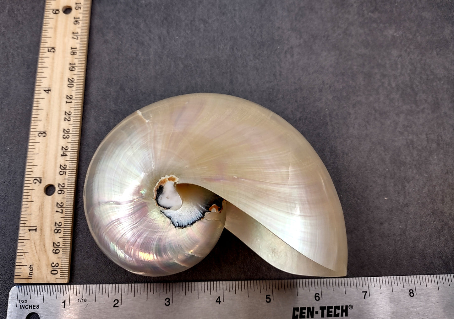 Pearlized Nautilus Seashell Polished Nautilus Pompilius (1 shell approx. 5+ inches) Great shells for coastal crafting decor & collections!