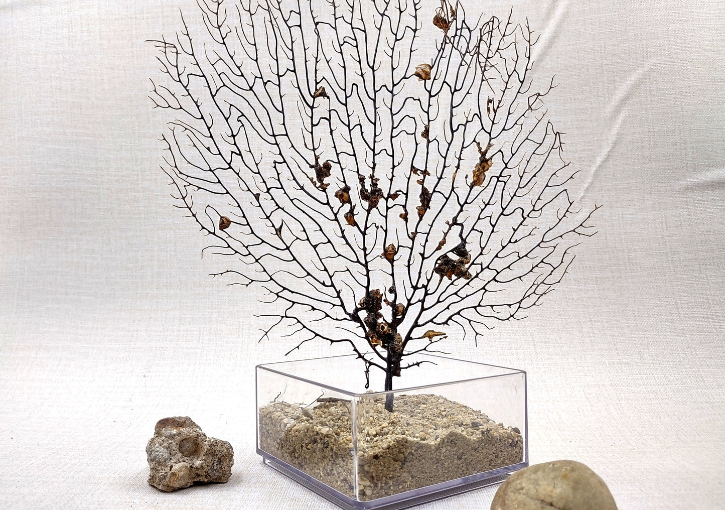 Black Sea Fan Corals Dried Gorgonia Ventalina (1 fan approx. 10+ inches