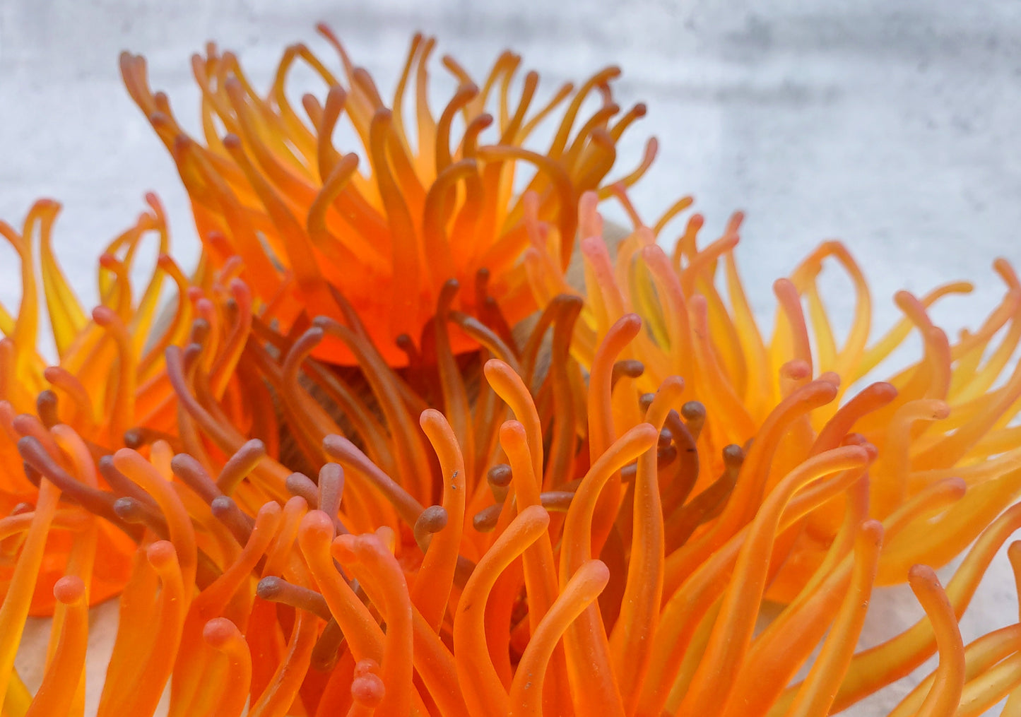 Orange FAUX Anemone - Condylactis Gigantea - (1 FAUX Anemone, Approx. 6Wx3Dx6T). Long armed orange to yellow ombre anemone with a round base. Copyright 2024 SeaShellSupply.com.