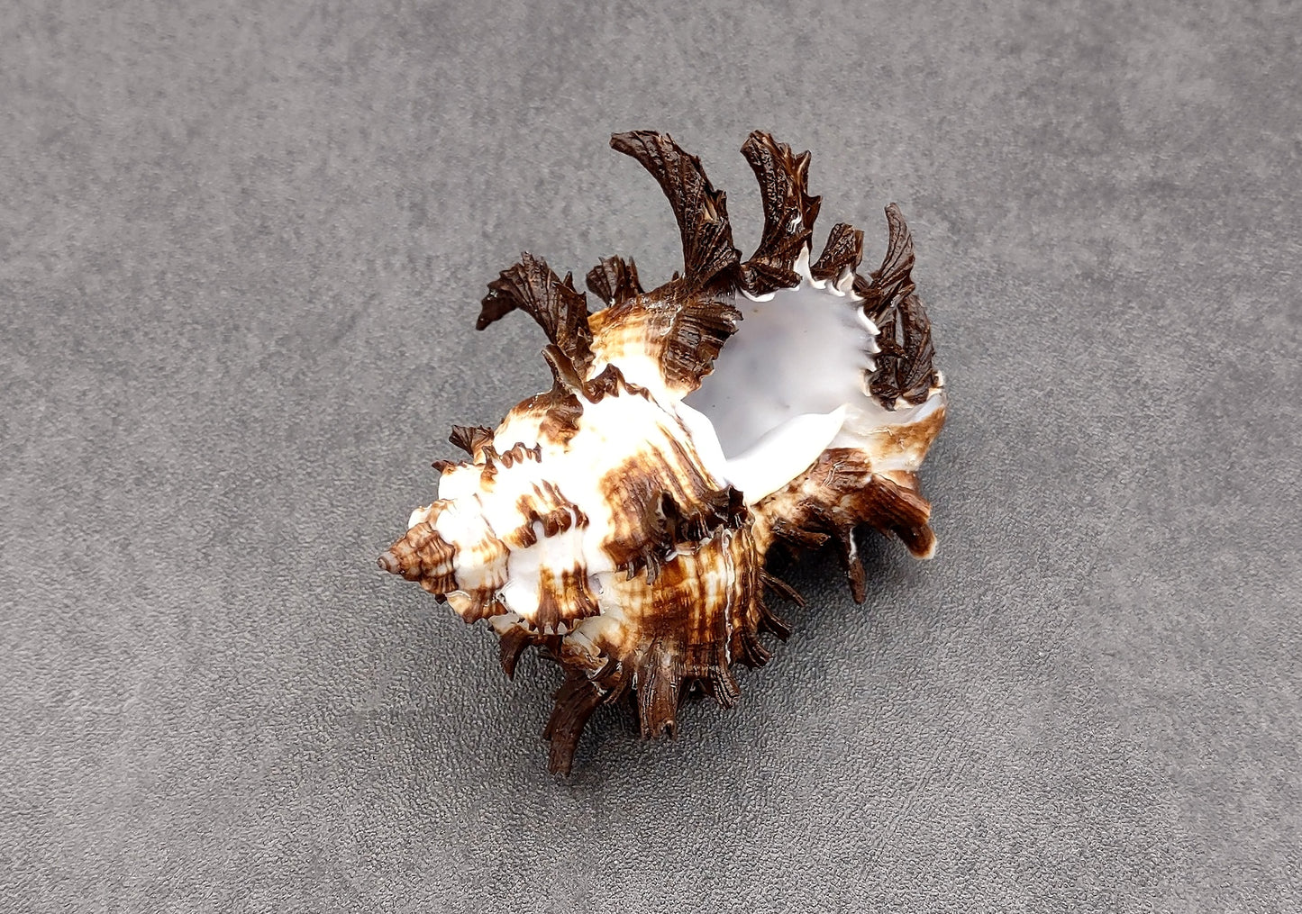 Endive Murex Seashell - Murex Endivia - (1 shell approx. 3-4 inches). One spiked spiral shell with small opening and black edges. Copyright 2022 SeaShellSupply.com.