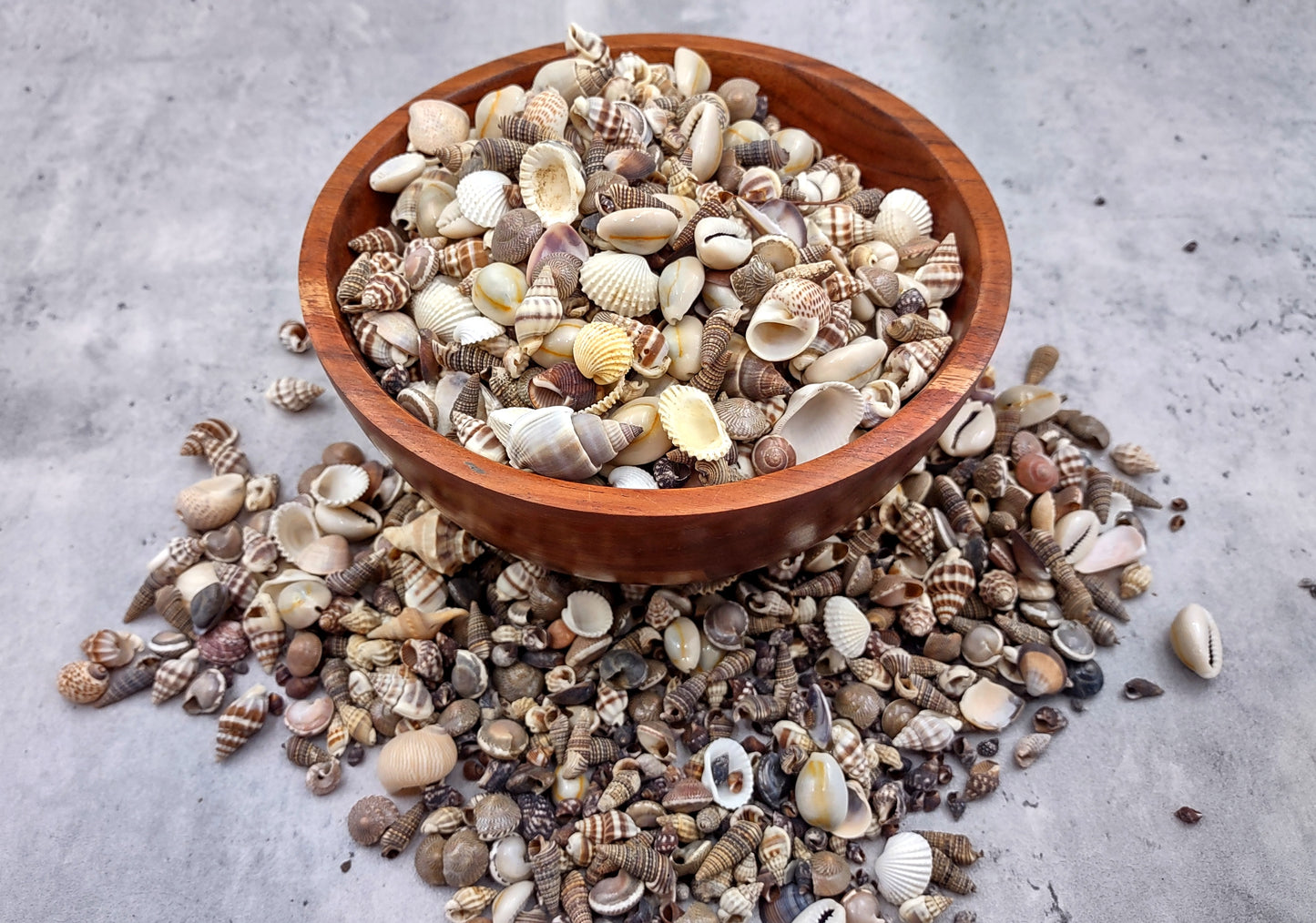 Extra Small Seashell Assorted Ocean Mix (approx. 1 kilogram 0.50+ inches) Superb shells for coastal crafting and collections!