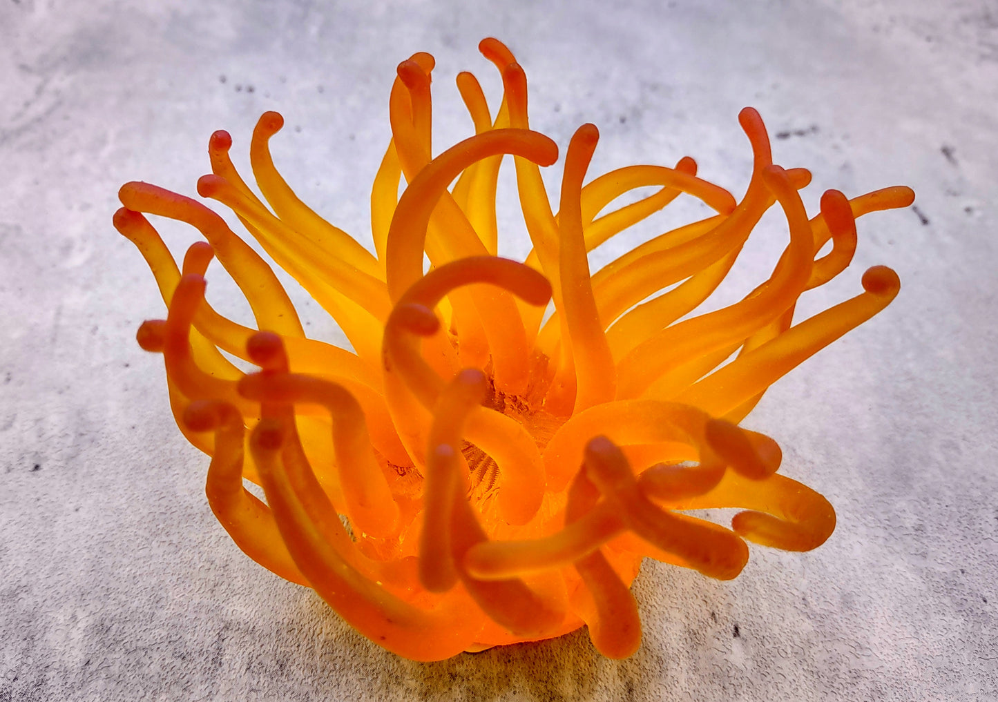 Condylactis Yellow FAUX Anemone - Condylactis Gigantea - (1 FAUX Anemone approx. 5x2.75x5 inches). Orange and yellow fake anemone with purple tipped tentacles. Copyright 2024 SeaShellSupply.com.